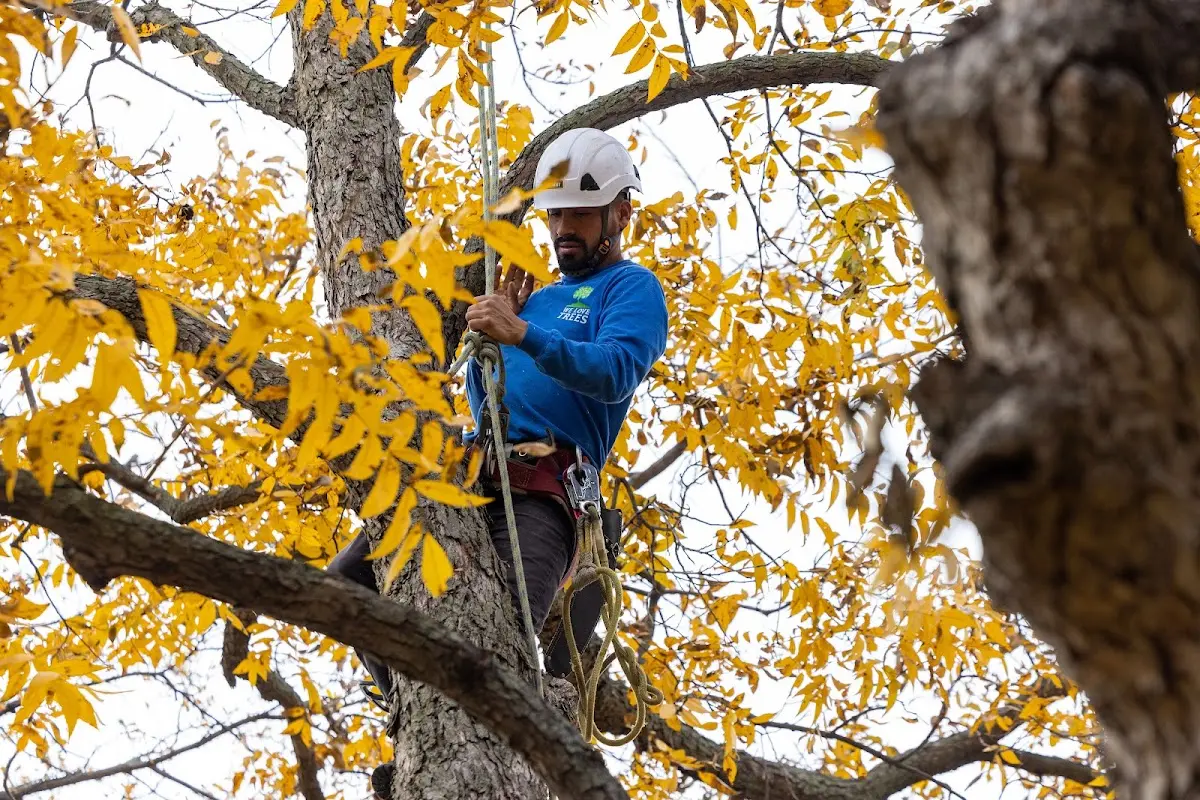 Skilled Tree Pruning crew working in Rosedale