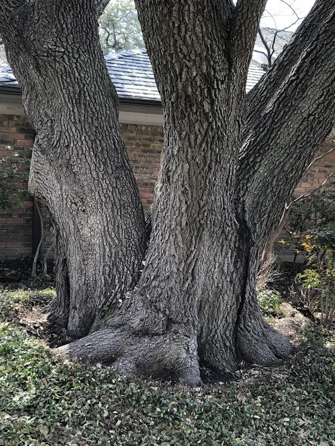 Mature heritage tree close to a Rosedale property cared for by certified arborists