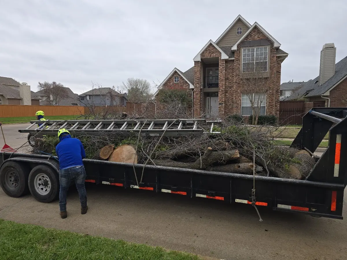Expert Tree Fertilization with proper safety equipment in Rosedale
